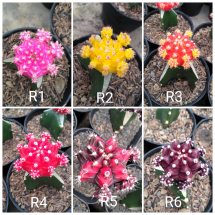 Logo cactussucculent