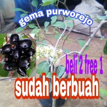 Logo kebun_herbal