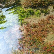 Logo wandy aquatic plant