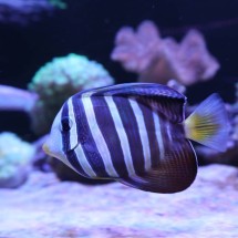 Logo Keil Reef
