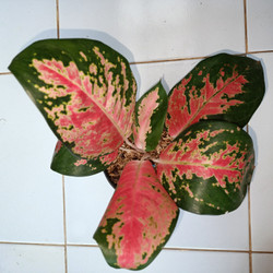 Jual Aglaonema Kochin Murah Harga Terbaru 2021