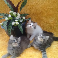 Jual Hewan Peiharaan Kucing Kab Jember Toko Basmalah1 Tokopedia