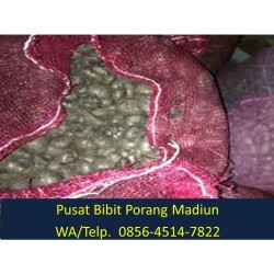 Jual Jual Bibit Porang Di Jambi Telp 0856 4514 7822 Afif Jaya Farm Kab Madiun Jualbibitporang Tokopedia