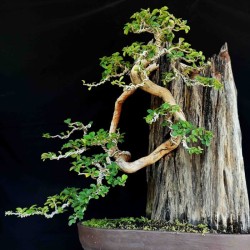 Jual Bonsai Sisir Di Jawa Tengah Harga Terbaru 2021