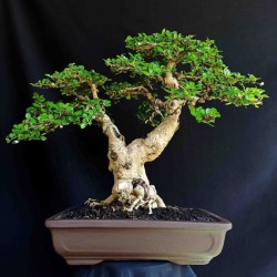 Jual Bonsai Pohon Serut Keropos Fosil Ikadabuki Kab Karanganyar Pancing Koleksi Tokopedia