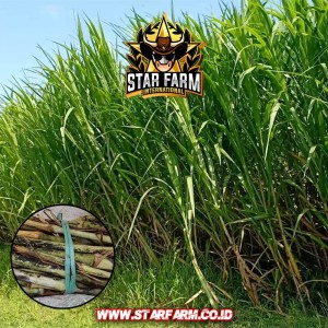 Star Farm - Dramaga, Kab. Bogor | Tokopedia