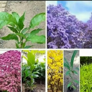 Info Gbng 06 Aplikasi Bunga Korea Putik Dahlia Mix Warna Per Lusin Katalog.or.id Info Gbng 06 Aplikasi Bunga Korea Putik Dahlia Mix Warna Per Lusin Katalog.or.id
