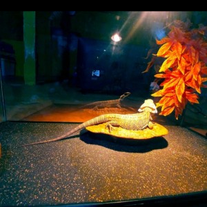 Harga Sand Mat Karpet Pasir Alas Reptile Kura Torto Ular Gecko Kadal Salva Katalog.or.id Harga Sand Mat Karpet Pasir Alas Reptile Kura Torto Ular Gecko Kadal Salva Katalog.or.id