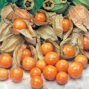 Katalog 3 Pohon Ceplukan Ciplukan Basah Bibit Tanah Siap Tanam Katalog.or.id Katalog 3 Pohon Ceplukan Ciplukan Basah Bibit Tanah Siap Tanam Katalog.or.id
