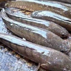 Harga Ikan Gabus Katalog.or.id Harga Ikan Gabus Katalog.or.id
