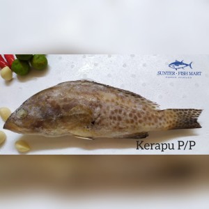 Harga Ikan Kerapu Katalog.or.id Harga Ikan Kerapu Katalog.or.id