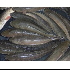 Katalog Ikan Gabus Katalog.or.id Katalog Ikan Gabus Katalog.or.id