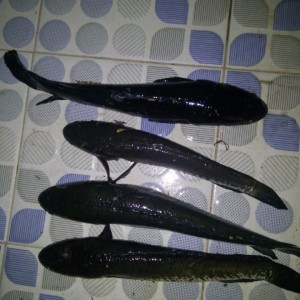 Katalog Ikan Gabus Per Kilo Katalog.or.id Katalog Ikan Gabus Per Kilo Katalog.or.id