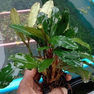 Harga Tanaman Aquascape Hairgrass Full Air Katalog.or.id Harga Tanaman Aquascape Hairgrass Full Air Katalog.or.id