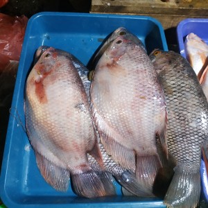 Harga Ikan Gurame Katalog.or.id Harga Ikan Gurame Katalog.or.id