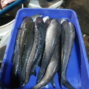 Harga Ikan Gabus Per Kilo Katalog.or.id Harga Ikan Gabus Per Kilo Katalog.or.id