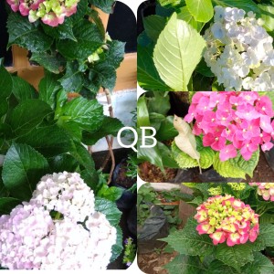 Katalog Gbng 06 Aplikasi Bunga Korea Putik Dahlia Mix Warna Per Lusin Katalog.or.id Katalog Gbng 06 Aplikasi Bunga Korea Putik Dahlia Mix Warna Per Lusin Katalog.or.id