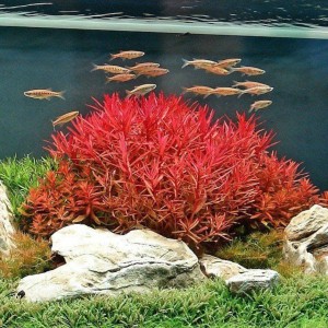 Info Pipa Bening Undergavel Filter Filtrasi Aquarium Aquascape Katalog.or.id Info Pipa Bening Undergavel Filter Filtrasi Aquarium Aquascape Katalog.or.id