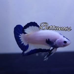 Katalog Ikan Cupang Blue Rim Jantan Katalog.or.id Katalog Ikan Cupang Blue Rim Jantan Katalog.or.id