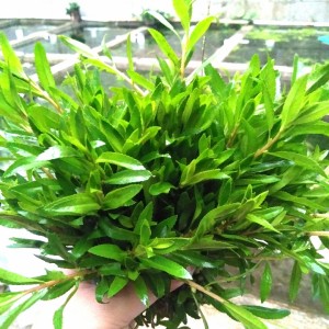 Harga Pakis Air Tanaman Aquascape Katalog.or.id Harga Pakis Air Tanaman Aquascape Katalog.or.id