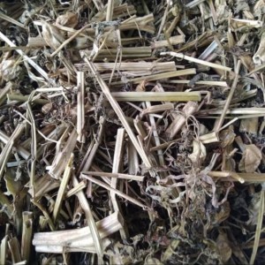Harga 3 Pohon Ceplukan Ciplukan Basah Bibit Tanah Siap Tanam Katalog.or.id Harga 3 Pohon Ceplukan Ciplukan Basah Bibit Tanah Siap Tanam Katalog.or.id