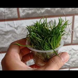 Harga Montecarlo Cup Daun Air Katalog.or.id Harga Montecarlo Cup Daun Air Katalog.or.id