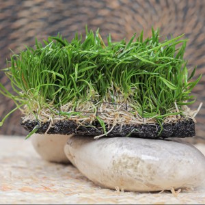 Info Pakis Air Tanaman Aquascape Katalog.or.id Info Pakis Air Tanaman Aquascape Katalog.or.id