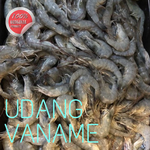 Info Udang Sawah Beku Size Kecil Katalog.or.id Info Udang Sawah Beku Size Kecil Katalog.or.id