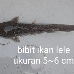 Harga Bibit Lele Sangkuriang Ukuran 4 5 Cm Katalog.or.id Harga Bibit Lele Sangkuriang Ukuran 4 5 Cm Katalog.or.id