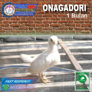 Harga Ayam Bantam Chocin Anakan Lucu Ayam Hias Katalog.or.id Harga Ayam Bantam Chocin Anakan Lucu Ayam Hias Katalog.or.id
