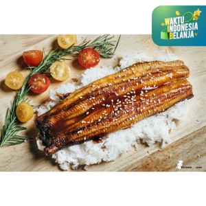 Harga Ikan Sidat Katalog.or.id Harga Ikan Sidat Katalog.or.id