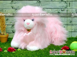 Katalog Gambar Kucing Anggora Katalog.or.id Katalog Gambar Kucing Anggora Katalog.or.id