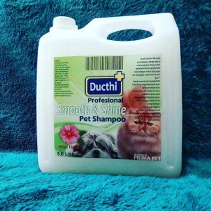 Info Kucing Himalaya Bulu Pendek Katalog.or.id Info Kucing Himalaya Bulu Pendek Katalog.or.id
