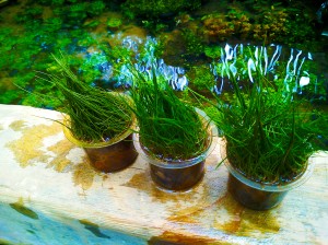 Katalog Montecarlo Cup Daun Air Katalog.or.id Katalog Montecarlo Cup Daun Air Katalog.or.id