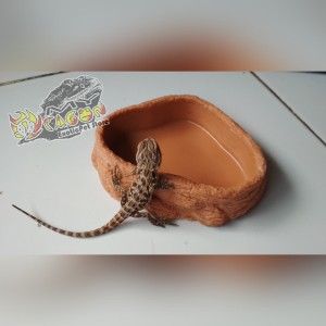 Harga Peralatan Terarium Aquarium Dan Reptile Water Dish Murah Wd013 Katalog.or.id Harga Peralatan Terarium Aquarium Dan Reptile Water Dish Murah Wd013 Katalog.or.id