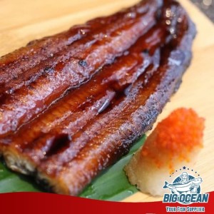 Katalog Ikan Sidat Katalog.or.id Katalog Ikan Sidat Katalog.or.id