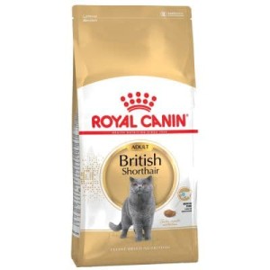 Katalog British Shorthair Katalog.or.id Katalog British Shorthair Katalog.or.id