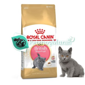 Harga British Shorthair Katalog.or.id Harga British Shorthair Katalog.or.id