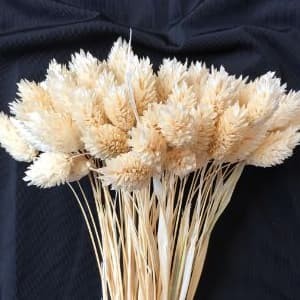 Katalog Dried Flower Setaria Dried Rustic Flower Preserved Flower Katalog.or.id Katalog Dried Flower Setaria Dried Rustic Flower Preserved Flower Katalog.or.id