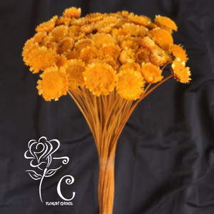 Info Dried Flower Setaria Dried Rustic Flower Preserved Flower Katalog.or.id Info Dried Flower Setaria Dried Rustic Flower Preserved Flower Katalog.or.id
