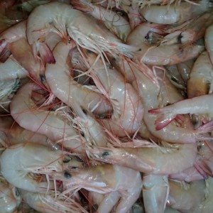 Info Ikan Nemo Katalog.or.id Info Ikan Nemo Katalog.or.id