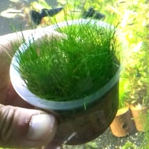 Info Montecarlo Cup Daun Air Katalog.or.id Info Montecarlo Cup Daun Air Katalog.or.id