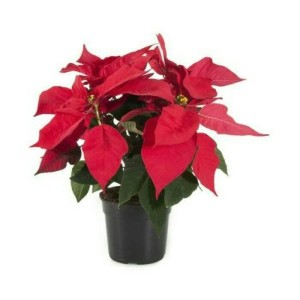 Katalog Kastuba Artificial Red Isi 5 Bunga Pohon Natal Ornamen Natal Katalog.or.id Katalog Kastuba Artificial Red Isi 5 Bunga Pohon Natal Ornamen Natal Katalog.or.id