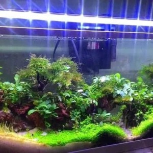 Katalog Lampu Led Yamano P1000 For Aquarium Katalog.or.id Katalog Lampu Led Yamano P1000 For Aquarium Katalog.or.id