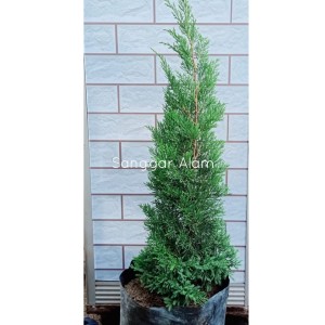 Info Cemara 60cm Pohon Natal Christmas Tree Pp 0 6 Meter Katalog.or.id Info Cemara 60cm Pohon Natal Christmas Tree Pp 0 6 Meter Katalog.or.id