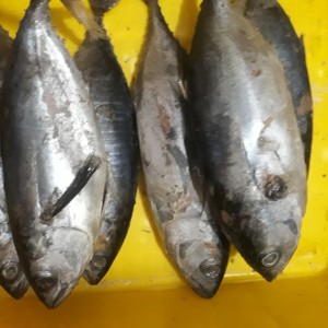 Katalog Steak Abuba Katalog.or.id Katalog Steak Abuba Katalog.or.id
