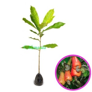 Harga Bibit Tanaman Daun Dadap Murah Terbaru 2021 ...
