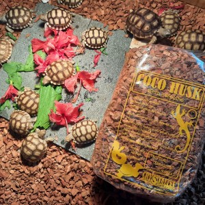 Katalog Gex Reptile L With Cover Katalog.or.id Katalog Gex Reptile L With Cover Katalog.or.id