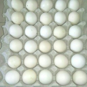 Katalog Vitaplex Vitamin Obat Ayam Isi 50 Butir Katalog.or.id Katalog Vitaplex Vitamin Obat Ayam Isi 50 Butir Katalog.or.id
