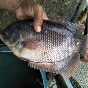 Katalog Ikan Gurame Katalog.or.id Katalog Ikan Gurame Katalog.or.id